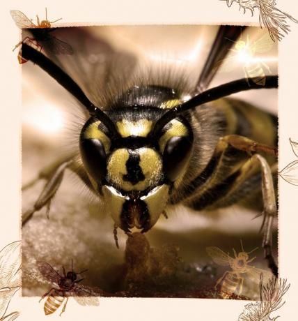 dzeltena jaka ar ilustrētām bitēm ap robežu