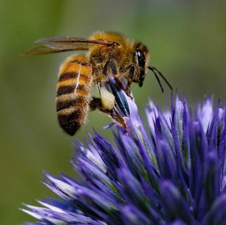 medus bite uz ehinop dadzis